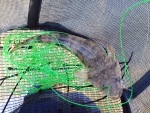 Another Bartailed Flathead