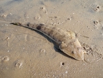 A Bartailed Flathead I Caught