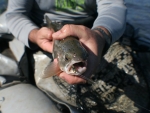 Fisheye Fish
