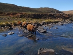 Cows Crossing