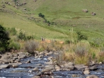 Eland On The Bushmans