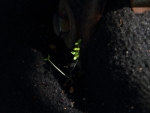 Sneaky Plants Growing In The Jeep