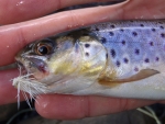 Wild Brown Trout