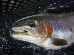 A Nice Rainbow Hen