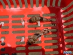Gobies Caught With Our Baskets