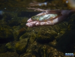 Brown Trout Release