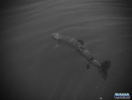 Trout In Black And White