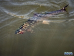 Rainbow Trout