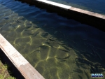 A few trout in the hatchery