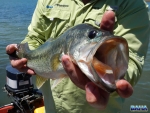 Largemouth bass