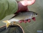 A small Sterkies yellow