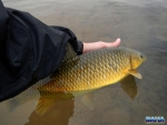 Releasing a yellowfish