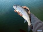 A small trout with a cormorant mark