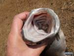 A trout with minnows in it's mouth